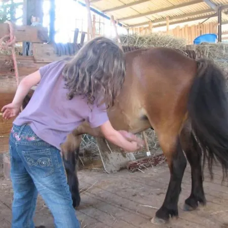 Le Passe Compose Saon